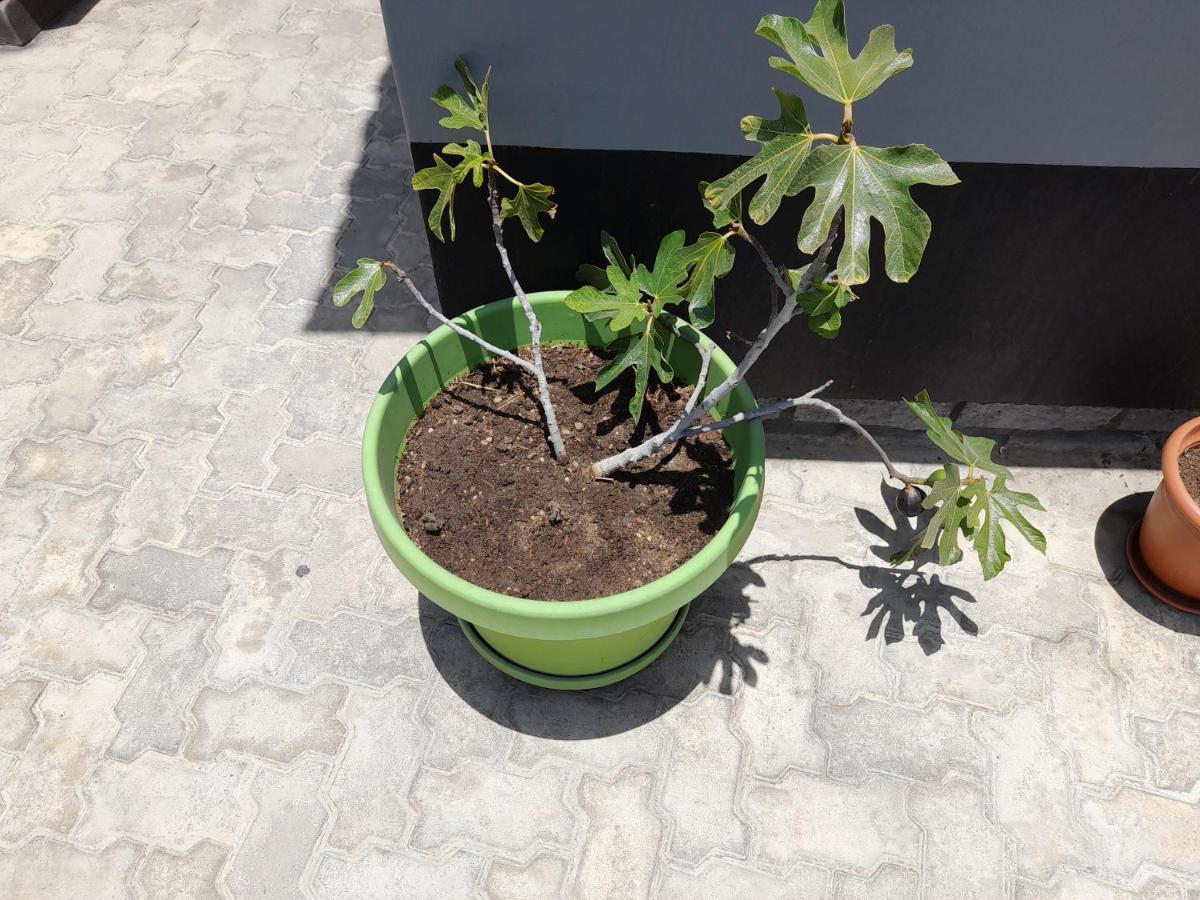 Kelpmeeu Self- Catering Apartments Swakopmund Dış mekan fotoğraf